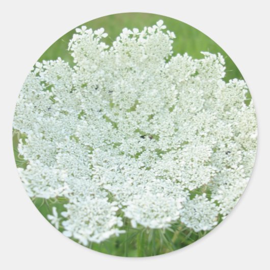 Queen Annes Lace Ronde Sticker (Voorkant)