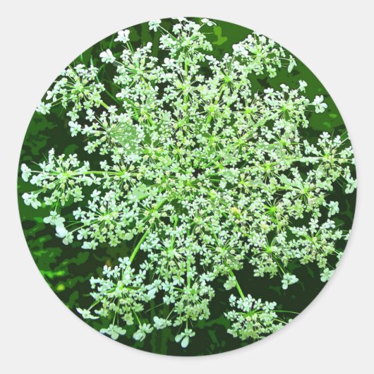 Queen Anne's Lace Ronde Sticker (Voorkant)