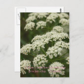 Queen Anne's Lace - Stempel Briefkaart (Voorkant / Achterkant)