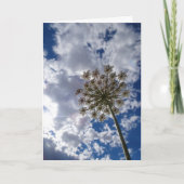 Queen Anne's Lace, Wild Floral Landscape Kaart (Voorkant)