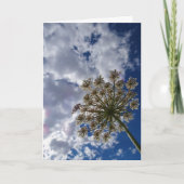 Queen Anne's Lace, Wild Floral Landscape Kaart (Voorkant)