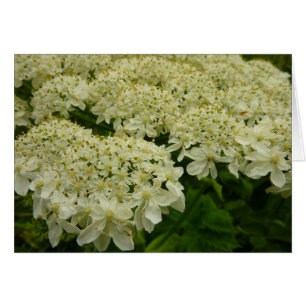 Queen Anne's Lace Wildflower Foto
