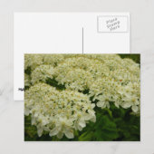 Queen Anne's Lace Wildflower Foto Briefkaart (Voorkant / Achterkant)