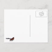 Queen Anne's Lace Wildflower Foto Briefkaart (Achterkant)