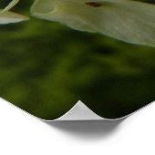 Queen Anne's Lace Wildflower Foto Poster (Hoek)