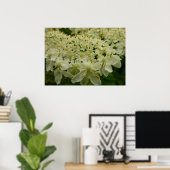 Queen Anne's Lace Wildflower Foto Poster (Thuiskantoor)