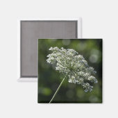 Queen Anne's Lace Witte Wildflower Magnet (Voorkant / Achterkant)