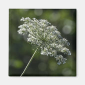 Queen Anne's Lace Witte Wildflower Magnet (Voorkant)