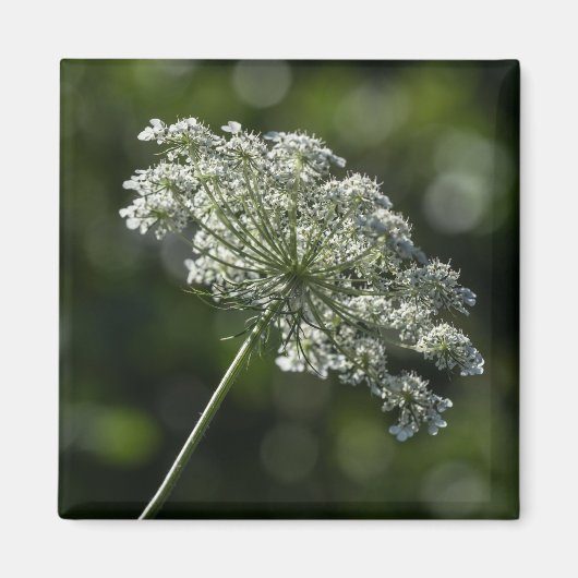 Queen Anne's Lace Witte Wildflower Magnet (Voorkant)