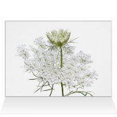 Queen Ann's Lace Double Take (Binnen Horizontaal (Boven))