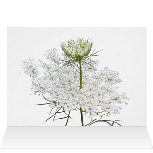 Queen Ann's Lace Double Take (Binnen Horizontaal (Boven))
