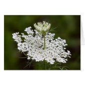 Queen Ann's Lace Double Take (Voorkant Horizontaal)