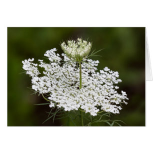 Queen Ann's Lace Double Take
