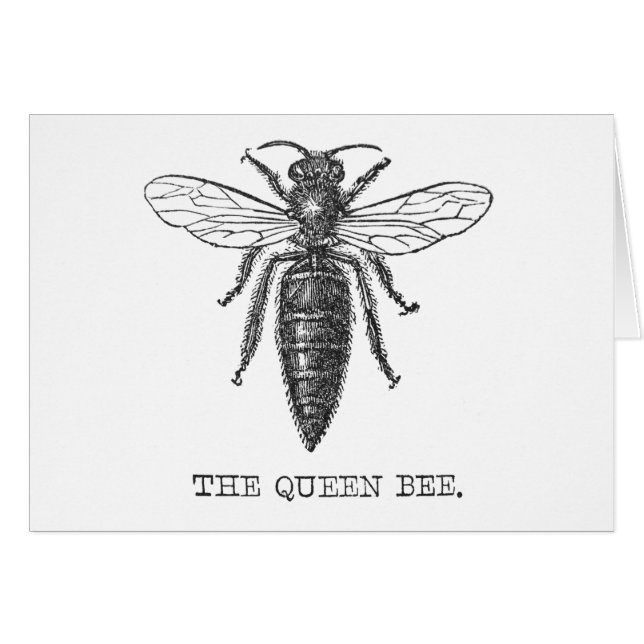 Queen Bee Bug Insect Antiek Illustratie (Voorkant Horizontaal)