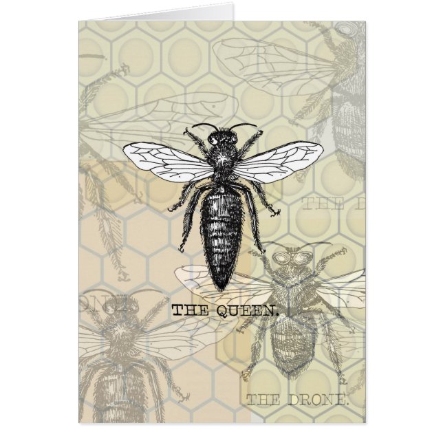 Queen Bee Bug Insect Antiek Illustratie (Voorkant)