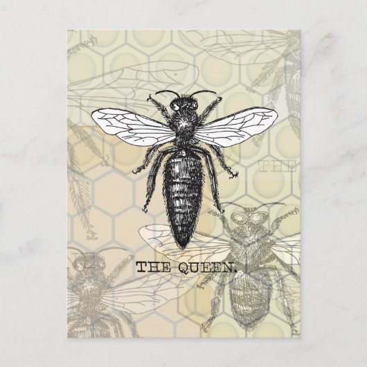 Queen Bee Bug Insect Antiek Illustratie Briefkaart (Voorkant)
