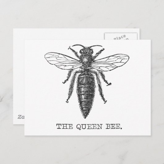 Queen Bee Bug Insect Antiek Illustratie Briefkaart (Voorkant / Achterkant)