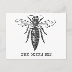 Queen Bee Bug Insect Antiek Illustratie Briefkaart