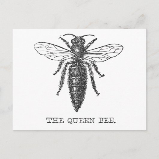 Queen Bee Bug Insect Antiek Illustratie Briefkaart (Voorkant)