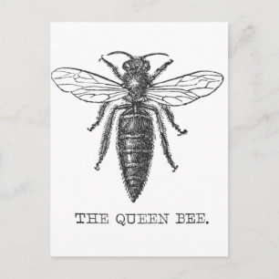 Queen Bee Bug Insect Antiek Illustratie Briefkaart