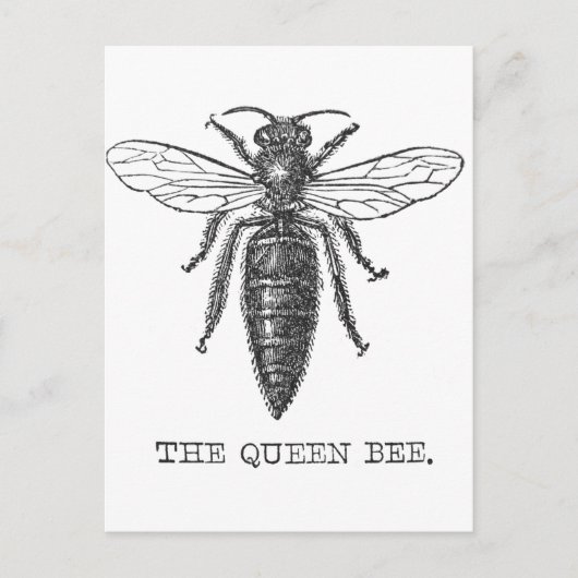 Queen Bee Bug Insect Antiek Illustratie Briefkaart (Voorkant)