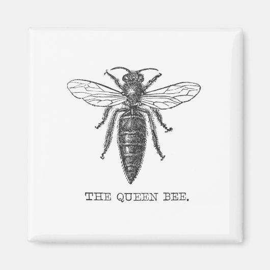 Queen Bee Bug Insect Antiek Illustratie Magneet (Voorkant)