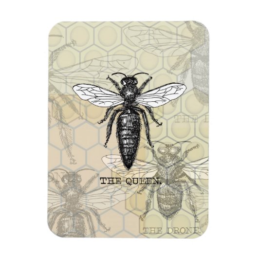 Queen Bee Bug Insect Antiek Illustratie Magneet (Verticaal)