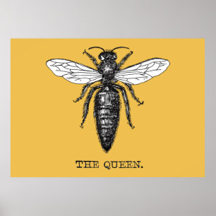 Queen Bee Bug Insect Antiek Illustratie Poster