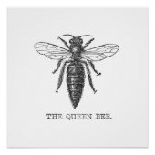 Queen Bee Bug Insect Antiek Illustratie Poster (Voorkant)