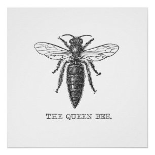Queen Bee Bug Insect Antiek Illustratie Poster