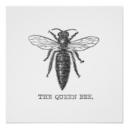 Queen Bee Bug Insect Antiek Illustratie Poster (Voorkant)