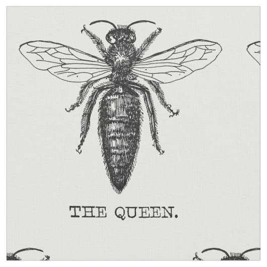 Queen Bee Bug Insect Antiek Illustratie Stof (Close Up)