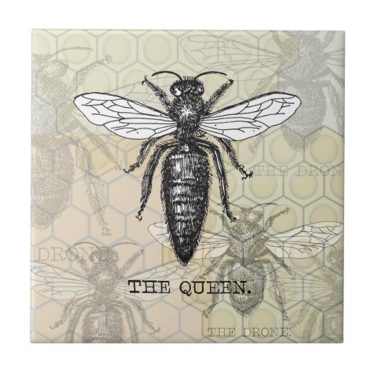 Queen Bee Bug Insect Antiek Illustratie Tegeltje (Voorkant)
