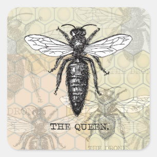 Queen Bee Bug Insect Antiek Illustratie Vierkante Sticker