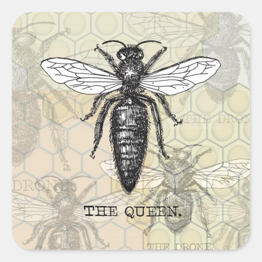 Queen Bee Bug Insect Antiek Illustratie Vierkante Sticker (Voorkant)