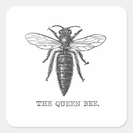 Queen Bee Bug Insect Antiek Illustratie Vierkante Sticker (Voorkant)