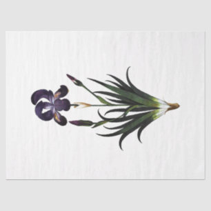 Queen Bee Series Design 62 Tissuepapier
