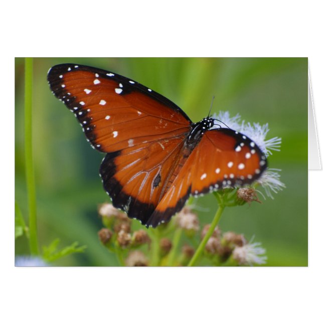 Queen Butterfly (Voorkant Horizontaal)