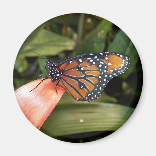 Queen Butterfly Magnet (Voorkant)