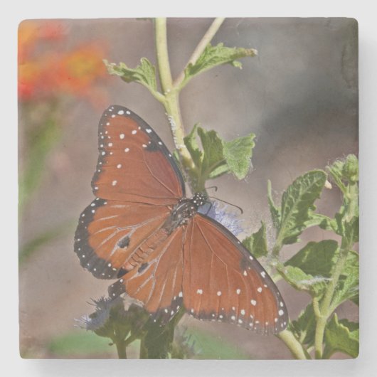 Queen Butterfly Stenen Onderzetter (Voorkant)