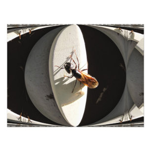 Queen Carpenter Ant ~ Foto Afdruk