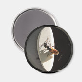 Queen Carpenter Ant ~ magneet (Voorkant / Achterkant)