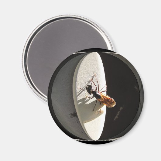 Queen Carpenter Ant ~ magneet (Voorkant / Achterkant)