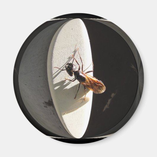 Queen Carpenter Ant ~ magneet (Voorkant)