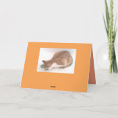 Queen Cat 2 Fotokaart / broeder kat in bad Achterk Kaart (Achterkant)