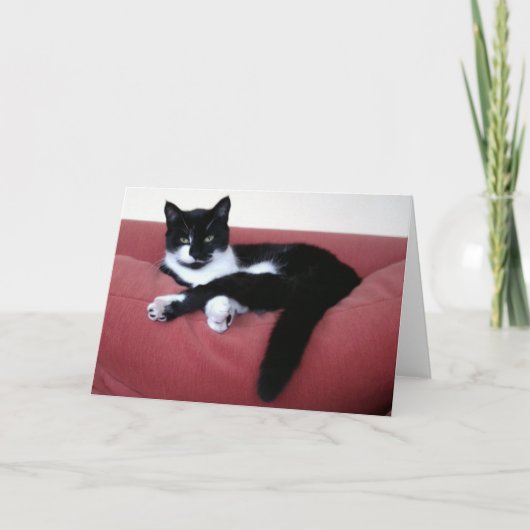 Queen Cat 2 Fotokaart / broeder kat in bad Achterk Kaart (Voorkant)