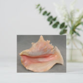 Queen Conch Shell Briefkaart (Staand voorkant)