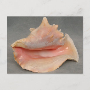 Queen Conch Shell Briefkaart