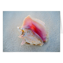 Queen Conch Shell op Bahamas Beach
