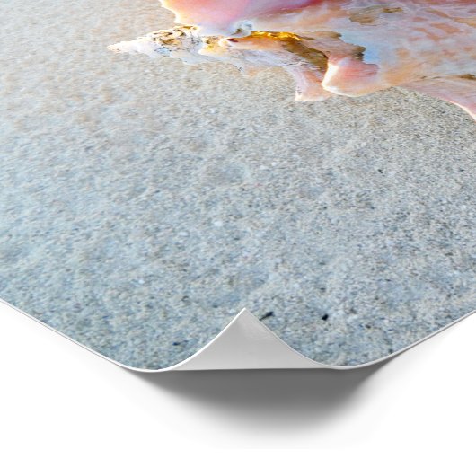 Queen Conch Shell op Bahamas Beach Poster (Hoek)